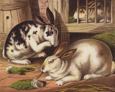Rabbits by English School